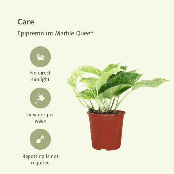 Efeutute Epipremnum Marble Queen Zimmerpflanze Ø12 cm