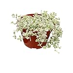 Live Succulent 4" Sedum Little Missy Variegated, Succulents Plants Live, Succulent Plants Fully Rooted, House Plant for Home Office Decoration, DIY Projects, Party Favor Gift by The Succulent Cult - Image 4