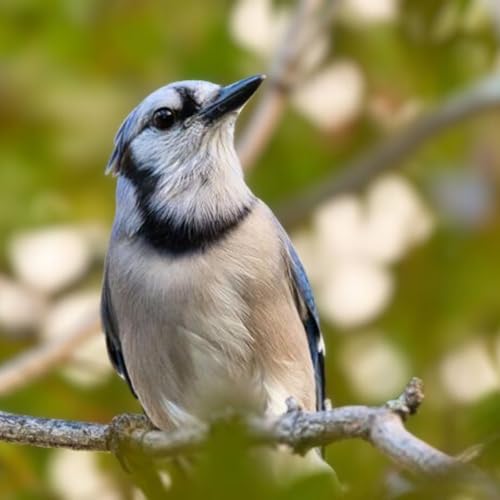 BirdNoir: That Raptor&rsquo;s an Impostor! Podcast Por  arte de portada