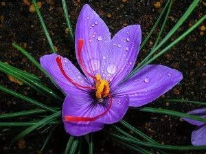 10 Saffron Crocus Bulbs for Planting – Fall Blooming