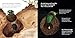 Small Mighty Dung Beetle (Start Small, Think Big #6)