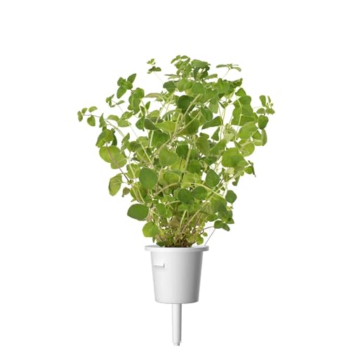 Click & Grow Nachfüll-Triple Oregano für Smart Garden