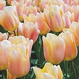 Burpee Apricona Tulip | 10 Large Flowering Fall Bulbs for Planting, Apricot