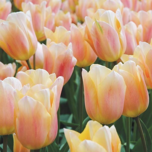 Burpee Apricona Tulip | 10 Large Flowering Fall Bulbs for Planting, Apricot Burpee Apricona Tulip | 10 Large Flowering Fall Bulbs for Planting, Apricot