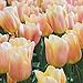 Burpee's Apricot Beauty Tulip - 10 Flower Bulbs | Apricot | 12 - 14cm Diameter