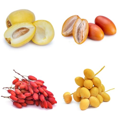 Semillas de palmera datilera, semillas de palmera datilera resistente para exterior semillas de resistentes comprar 35pcs