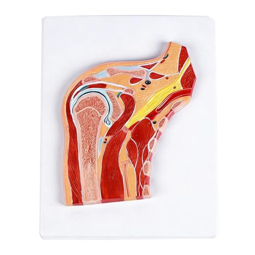 Modelo de hombro con ligamentos para entrenamiento clínico y demostración en el aula de medicina