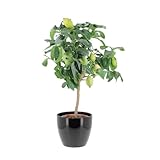 proteger citronnier pot hiver ✅ KENTIS - Nos producteurs sont engagés dans ce secteur depuis des décennies, alliant tradition et innovation. Nos points forts sont la QUALITÉ, l'EFFICACITÉ et la DURABILITÉ. Au centre de notre travail il y a et il y aura toujours le client, pour cela nous sommes les meilleurs !