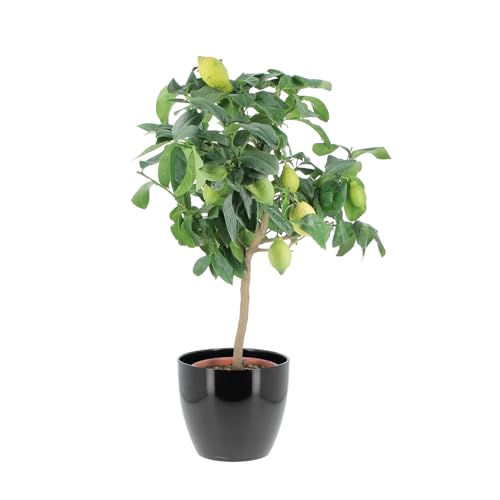 KENTIS - Zitronenbaum - Citrus Limon - Echte Outdoor-Obstpflanzen - Balkon-Zitruspflanzen - H 70-80 cm Topf Ø 20 cm