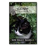 Sow Right Seeds - Catnip Seed for - Popular Herb Will Make Your Cat Happy - Non-GMO Heirloom Seeds - Full Packet Instructions for Easy Growing - Great Gardening Gift for Your Cat (1)