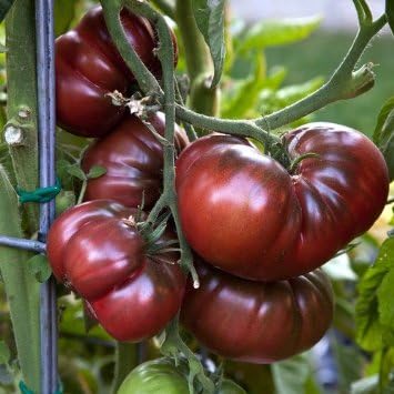Tomate Black 'Krim' 20 Samen