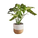 Costa Farms Live Plant, Thai Constellation Monstera House Plant, Decorative Plant Pot, Trending Tropicals Collection for Home and Room Decor, 2-3-Feet Tall
