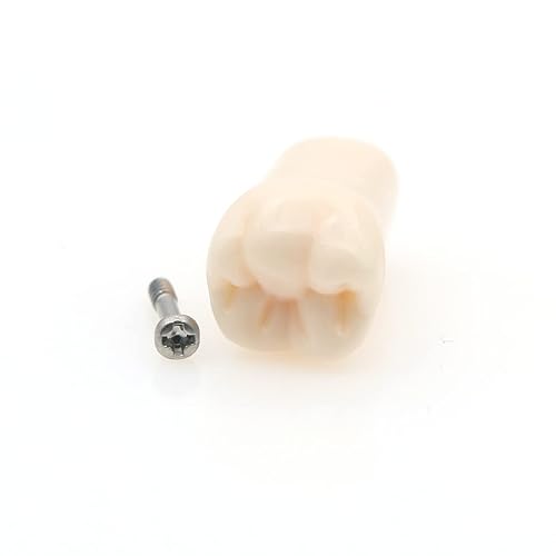 Miniatura 7 de Modelo de estudio de dientes de práctica de Typodont dental, modelo de estudio, dientes de repuesto individual, enseñanza de estudiantes,