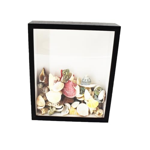 HAISENGO Shadow Box with Slot On Top，8.5"x10.5"Seashell Display Box, Seashell