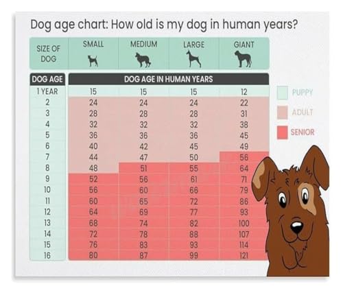 SHANGMAOYO Canine Age Chart Poster Canvas Wall Art Dog Year Equivalent Guide for Pet Hospital Living Room Decor SHANGMAOYO(Unfra