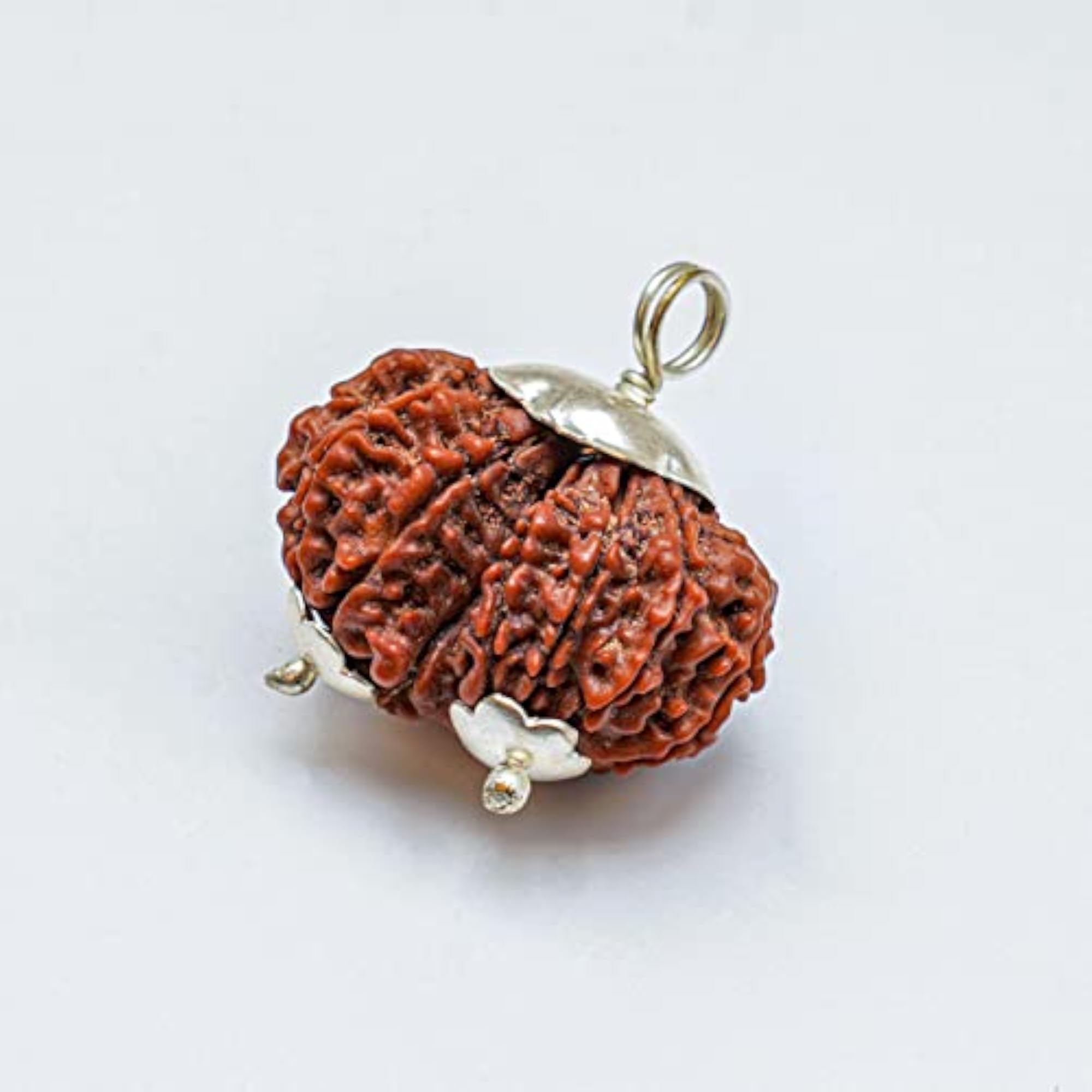 Gauri Shankar Rudraksha Bead, Original Certified