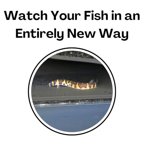 Image of Lucky Critter Aquarium Underground Tunnel Cave Natural Curve | Viewing Fish & Shrimp Under Gravel Tunnel | Fish Tank Decor Decoration Hideout Perfect for Corydora Catfish, Kuhli Loach, Pleco