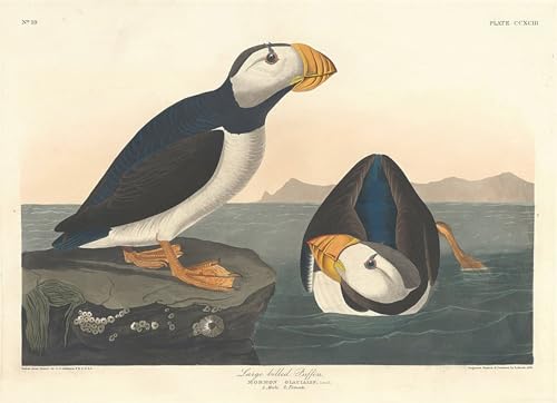 Cuadro de lienzo de frailecillo para eliminar paredes vacías con arte de Audubon 60x90cm