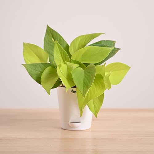 Ugaoo Golden Money Plant Indoor with Self Watering Pot