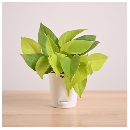 Ugaoo Golden Money Plant Indoor with Self Watering Pot