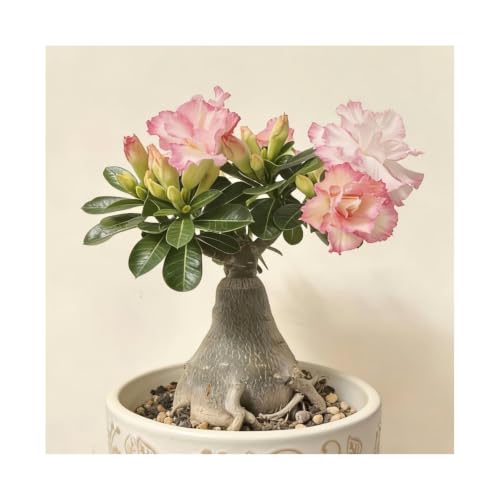 Greenovia Mountain Rose Live Succulent, 5-Year Mature Bare Root Plant,