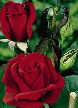 'Erotika' -R-, Edelrose (Teehybride) im 4-Liter-Container Cover