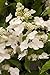 Produktbild Hydrangea paniculata 'Levana' 3L Rispenhortensie 'Levana'(s),winterhart, deutsche Baumschulqualität, im Topf für optimales anwachsen