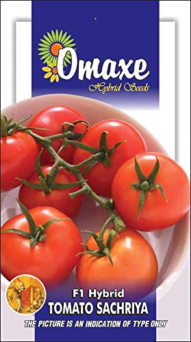 Tomato F1 Hybrid Sachriya Vegetable seeds Kitchen Garden Packet-image-14