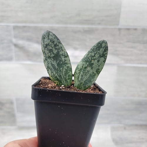 Hoya Sigillatis – Rare Silver-Splashed Wax Plant | Live Vining