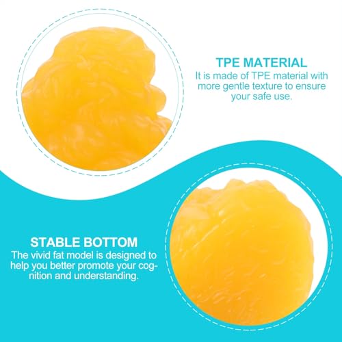 Modèle de graisse en TPE 1 lb pour démonstration de perte de poids - 3