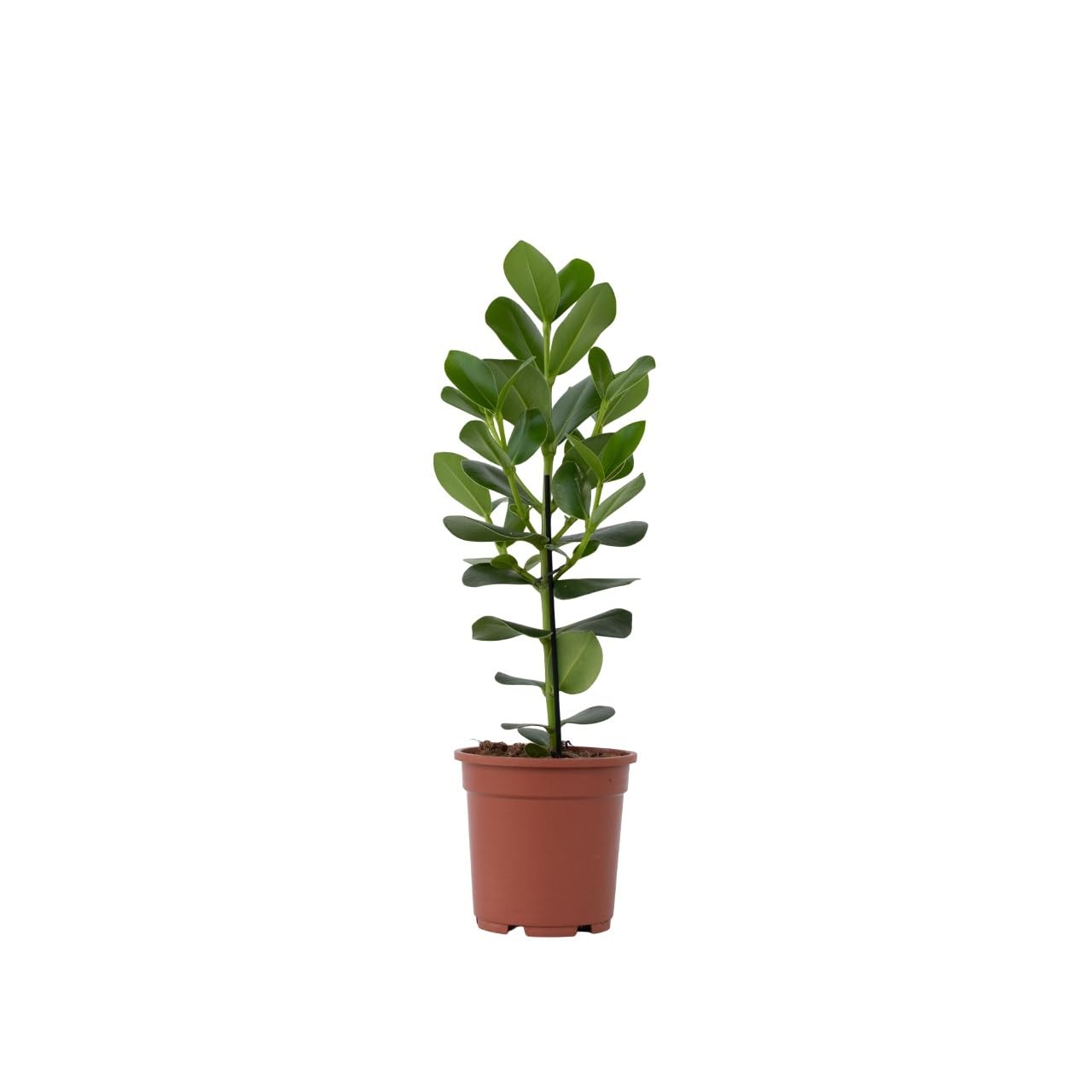 Philodendron 'Green Princess' En Pot 12cm - Plante D'Intérieur Facile, Feuilles Vertes Brillantes