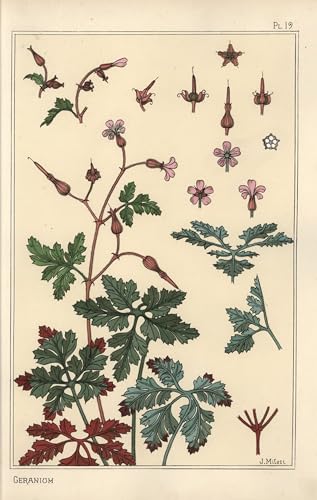 Illustration botanique Eugène Grasset pour salon chic