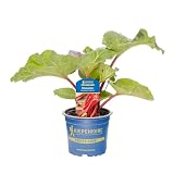 Kiepenkerl Rhabarber Springbarber Redbarber rot Rheum rhabarbarum mild aromatisch 12cm Topf