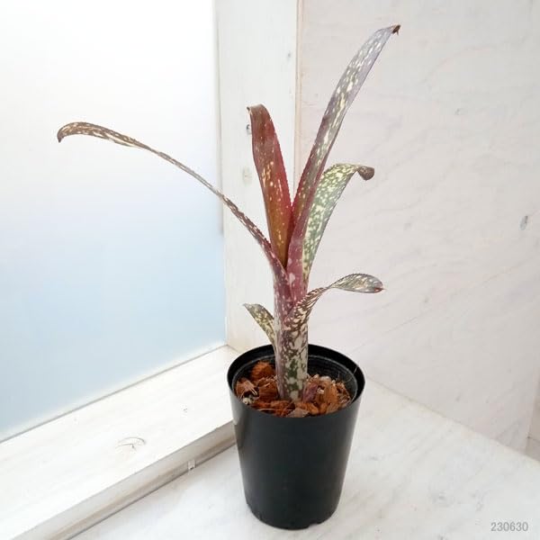 Amazon｜ビルベルギア：ドリーム 4号[筒状の株姿となるブロメリアの