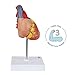 Axis Scientific Life-Size Human Heart Model, 2-Part Magnetic Design, 34 Labeled Structures, Mounted Base, Anatomy Study Manual