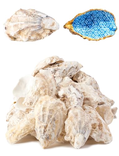 Letravagance 20Pcs Oyster Shells for Crafts? 3