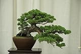 25 Semillas chinas Enebro, Juniperus chinensis, Bonsai