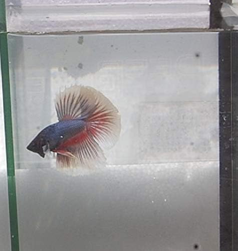 Quinn's Fins- Live Dumbo Ear Betta