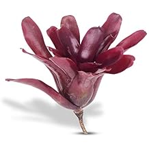 Neoregelia Fireball House Plant, 4" Pot