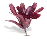 Neoregelia Fireball House Plant, 4" Pot