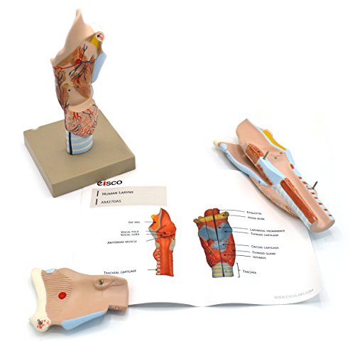 Image of Eisco Labs Model, Human, Lyrnax, Multiple Parts
