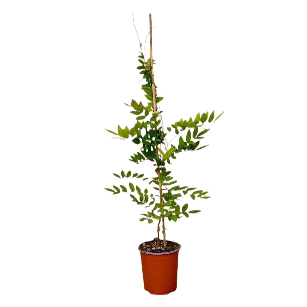 Glicine Americano Profumato Wisteria Frutescens Longwood Purple Rampicante Viola Intenso per Esterni in Vaso 18 cm