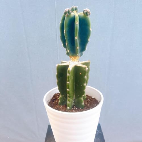 ドライガーデン 植物 サボテン」の人気商品一覧 | 安い商品を通販