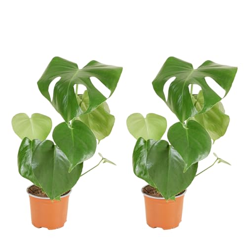 Bloomique - Lot de 2 - Monstera Deliciosa - Plante-gruyère - Plante d'intérieur - Facile d'entretien - Purificatrice d'air - Hauteur 30-40 cm - Pot 12 cm