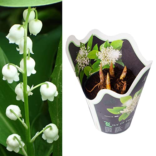 Carbeth Plants Lily of the Valley Convallaria Majalis 10.5cm Potted Plant Fragrant Spring Flowering Hardy Perennial for Shade Gardens