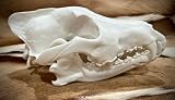 Large Grey Wolf Skull Replica - 3D Printed