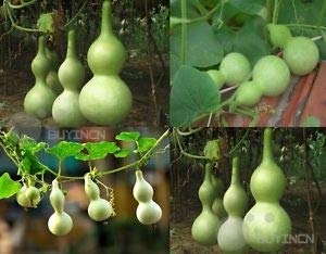 Creative Farmer Vegetable Seeds Bitter Calbash Gourd Seeds - Bottle Gourd Bulb ?Seeds Seeds For Farming Home Garden Seeds (B07N47CKCR) Amazon Price History, Amazon Price Tracker