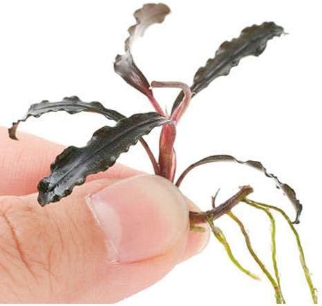 Amazon 水草 ブセファランドラｓｐ クダガン 無農薬 水中葉 ３株 沖縄別途送料 北海道航空便要保温 Charm チャーム 生体水草 通販