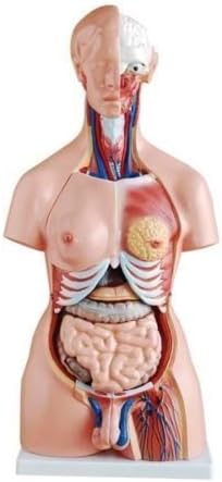 - ISKO® | Anatomical Life Size | Unisex Human Torso Model | in 24 Parts with Interchangeable Reproductive System in Resin Material | 85 cm length | All Magnetic Parts | 1 Pc.