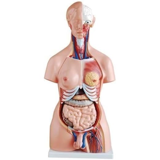ISKO Anatomical Life Size Human Torso Model 85 cm